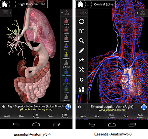 essential-anatomy