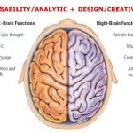 تکامل نیمکره های مغز و آینده نوآوری